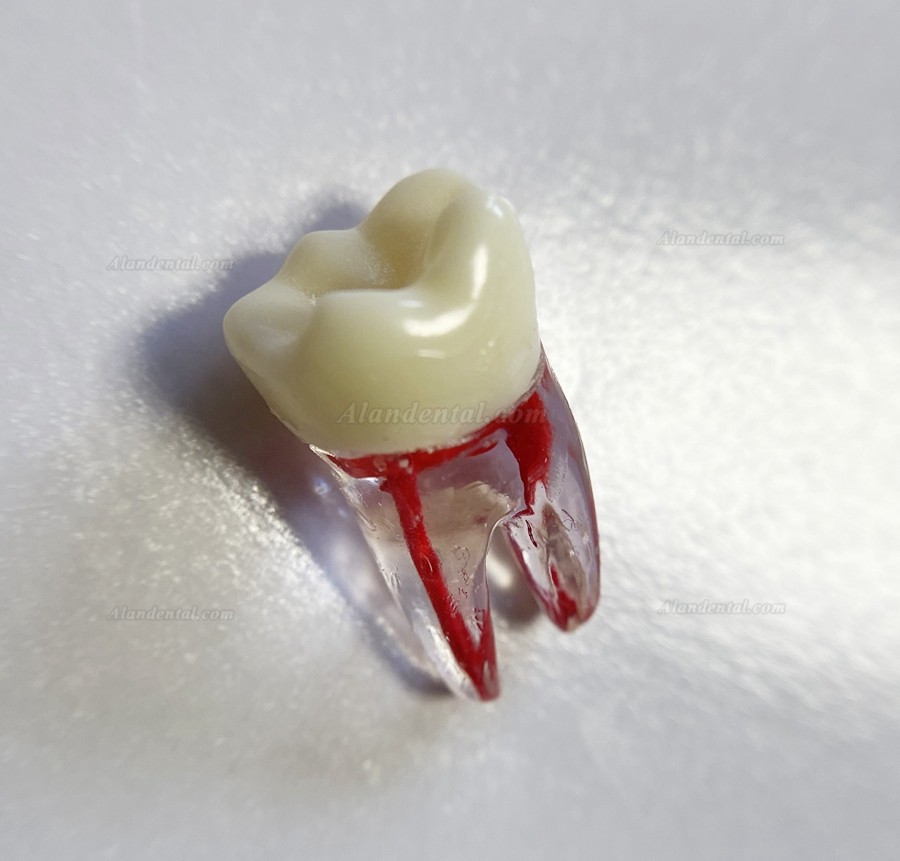 Dental Teeth Model Endo Files Practise Molar Upper Lower Tooth Premolar Root 2/3-Rooted Canal